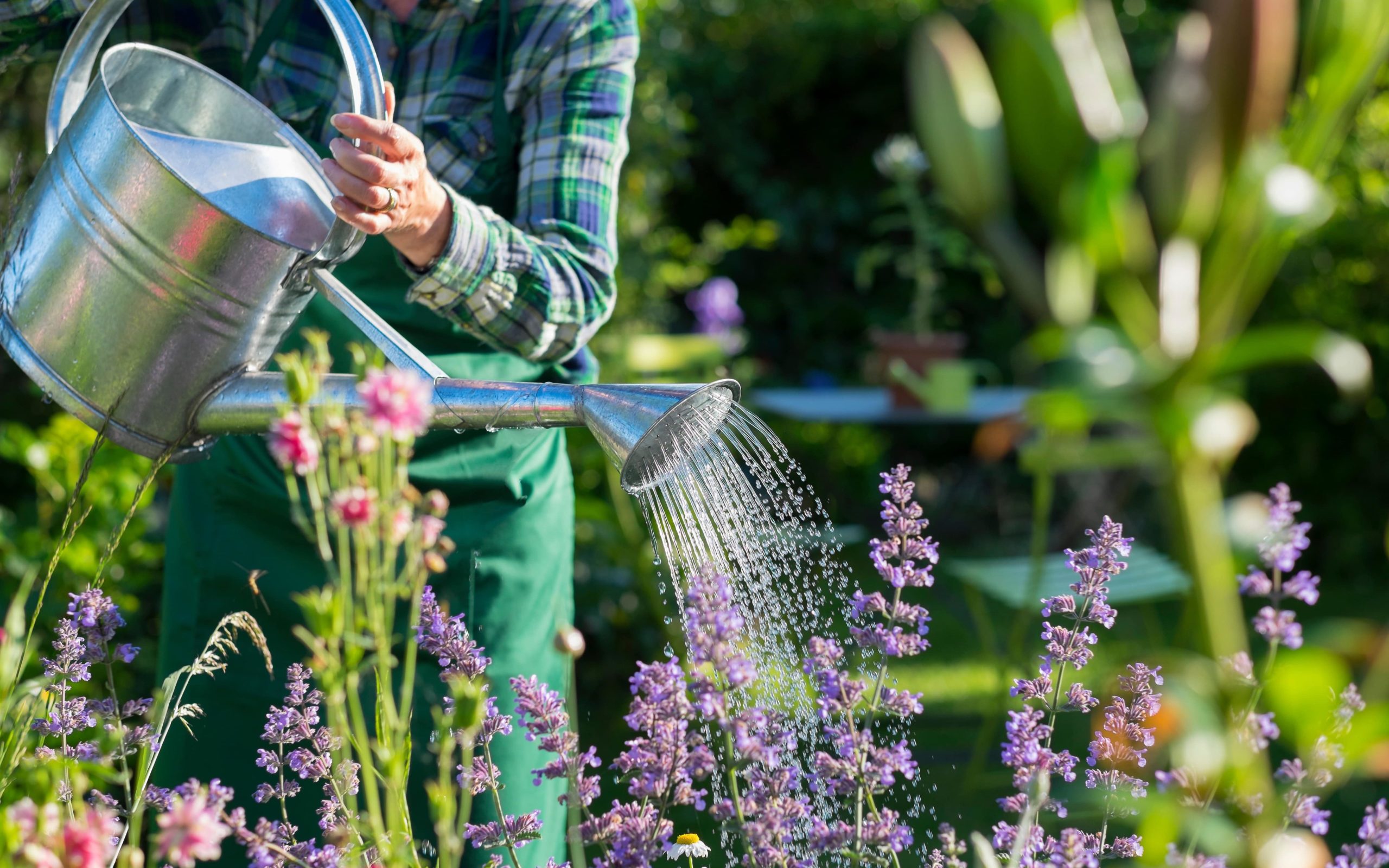 watering plants